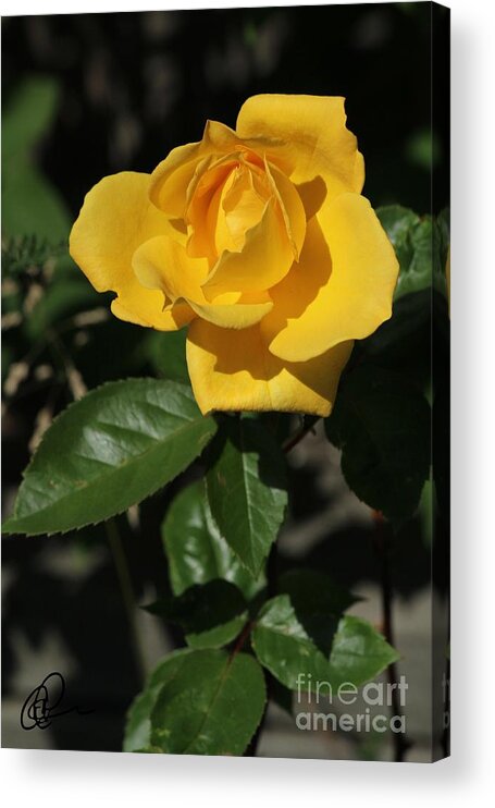 Yellow Rose Acrylic Print featuring the photograph Yellow Rose by Ann E Robson