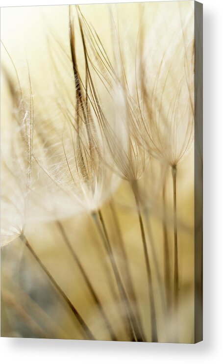 Dandelion Acrylic Print featuring the photograph Yellow Spring by Iris Greenwell