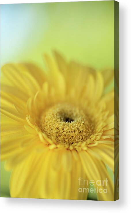 Bloom Acrylic Print featuring the photograph Yellow Spring Life by Nancy Gleason