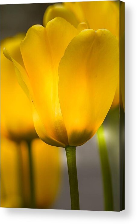 Tulips Acrylic Print featuring the photograph Yellow Tulips by Susan Rydberg