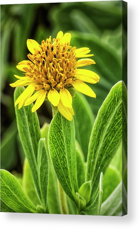 Yellow Acrylic Print featuring the photograph Yellow Wildflower in the Croatan National Forest by Bob Decker