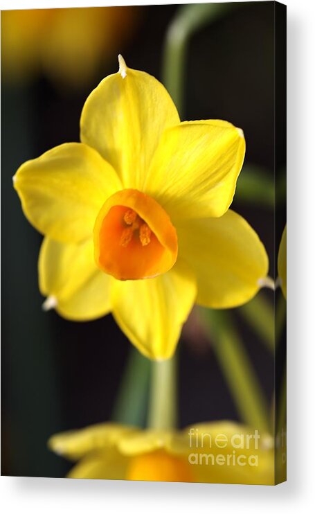 Daffodil Acrylic Print featuring the photograph Yellows of Jonquils by Joy Watson