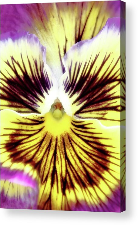 Floral Acrylic Print featuring the photograph You Pansy by Lens Art Photography By Larry Trager