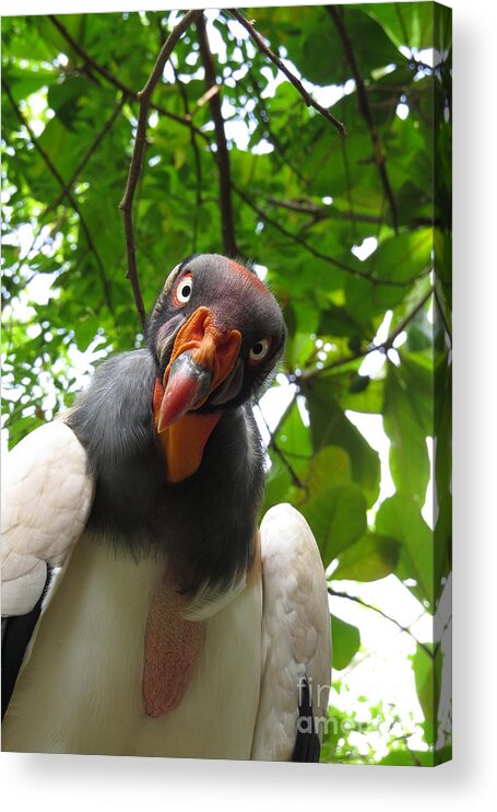 King Condor Acrylic Print featuring the photograph You Talking to Me? King Condor by World Reflections By Sharon