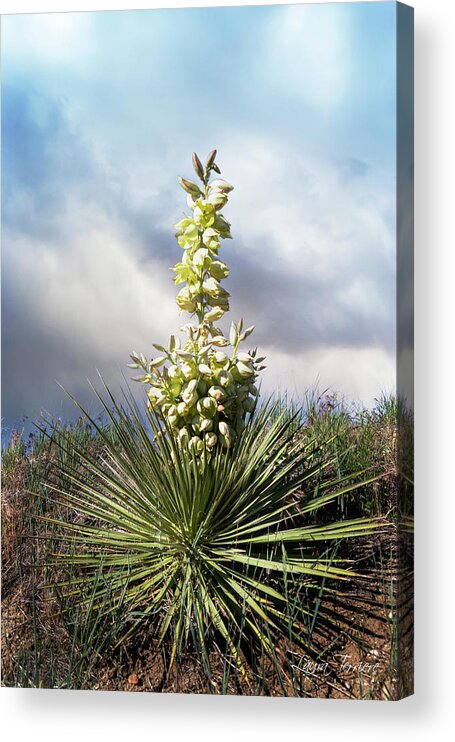 Yucca Acrylic Print featuring the photograph Yucca in Bloom by Laura Terriere