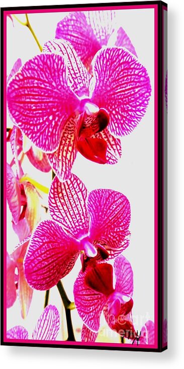 Photo Acrylic Print featuring the photograph Hot Pink Orchids by Marsha Heiken