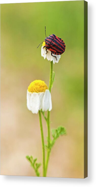 Animal Acrylic Print featuring the photograph Minstrel Bug (graphosoma Lineatum) by Photostock-israel