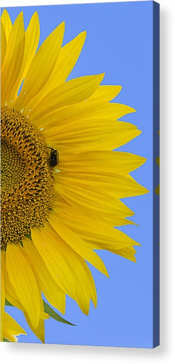 Sunflower Acrylic Print featuring the photograph Perfect Half with Blue Sky by Jatin Thakkar