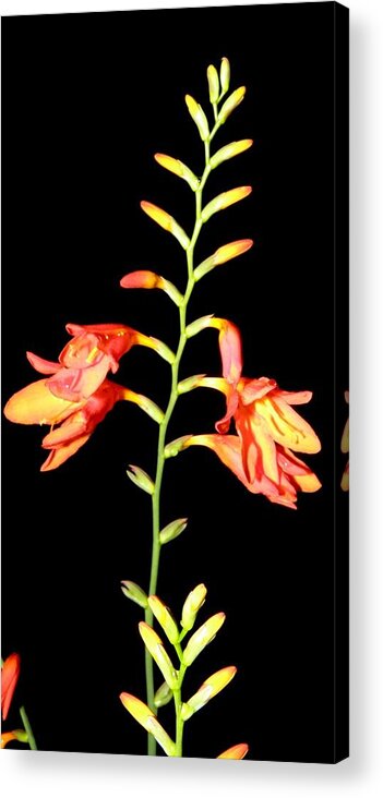 Flower Acrylic Print featuring the photograph Nights Beauties by Kim Galluzzo