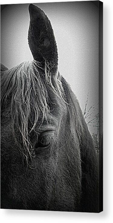 Friesians Acrylic Print featuring the photograph today I bow my head by Kim Galluzzo