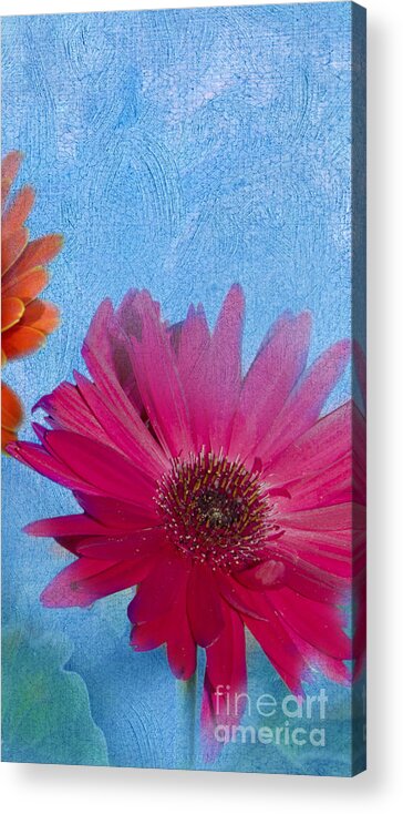 Triptych Acrylic Print featuring the photograph Triptych Gerbera Daisies-Two by Betty LaRue