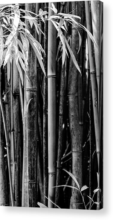 Bamboo Acrylic Print featuring the photograph Bamboo Black and White #1 by Kelley King