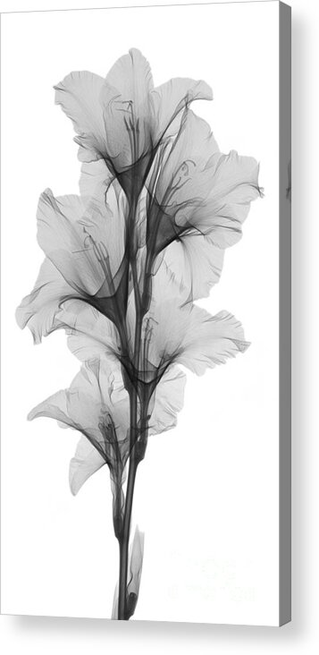 Xray Acrylic Print featuring the photograph X-ray Of A Gladiola Flower #3 by Ted Kinsman