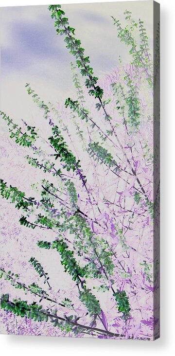 Abstract Acrylic Print featuring the photograph Delicacy by Lenore Senior