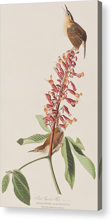 Great Carolina Wren Acrylic Print featuring the painting Great Carolina Wren by John James Audubon
