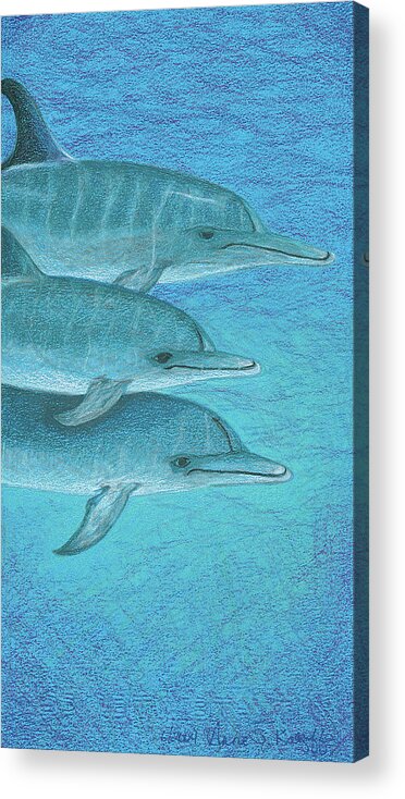 Dolphins Acrylic Print featuring the drawing Greetings by Anne Katzeff