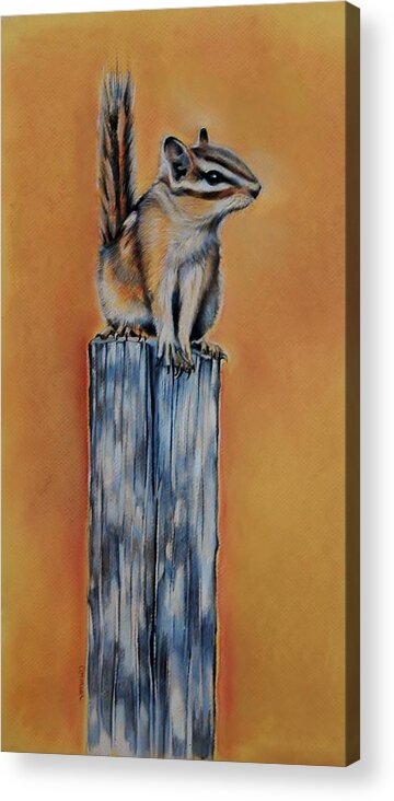 Chipmunk Acrylic Print featuring the drawing On the Fence by Jean Cormier