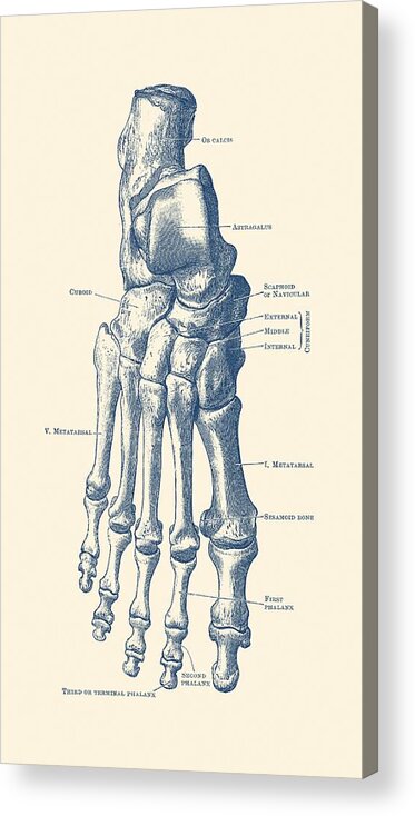 Skeleton Acrylic Print featuring the drawing Right Foot Skeletal Diagram - Vintage Anatomy Poster by Vintage Anatomy Prints