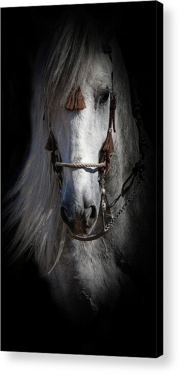Andalusian Acrylic Print featuring the photograph Shadowed Andalusian by Athena Mckinzie