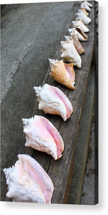 Shells Acrylic Print featuring the photograph Shell Collection by Lauren Serene
