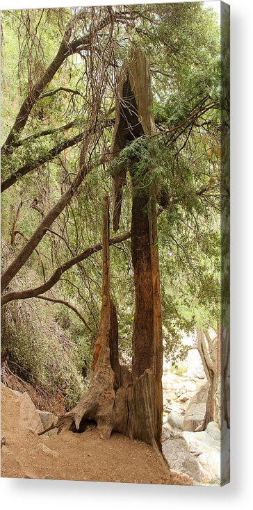Totem Made By Nature Acrylic Print featuring the photograph Totem Made By Nature by Viktor Savchenko