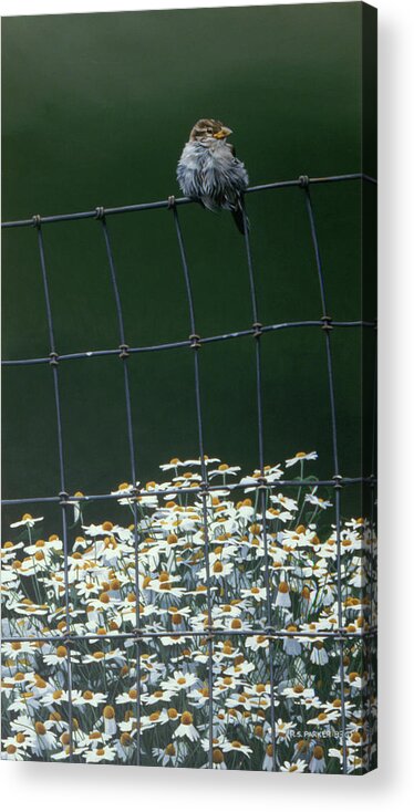 A Sparrow Perched On A Fence With Daises Growing At The Foot Of The Fence Acrylic Print featuring the painting House Sparrow & Daises by Ron Parker
