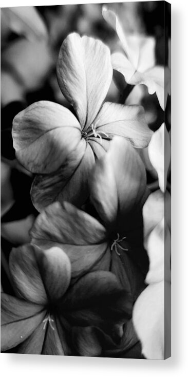 Floral Acrylic Print featuring the photograph Plumbago BW by Alexis King-Glandon
