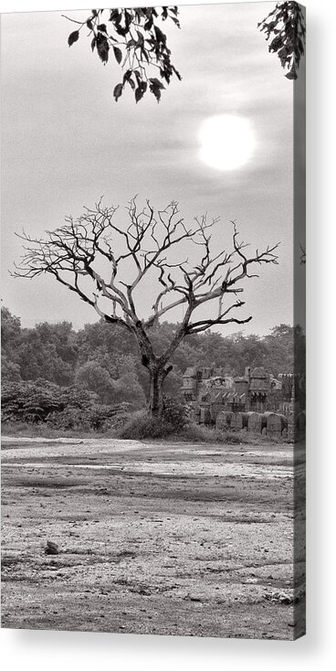 Krishnan Srinivasan Acrylic Print featuring the photograph Syntactic tree by Krishnan Srinivasan