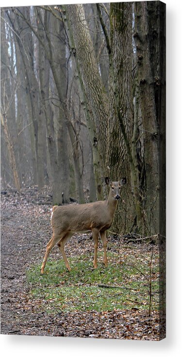 White-tail Deer Woods Clearing Mist Tree Forest Nature Rustic Peaceful Nature Acrylic Print featuring the photograph White-tail Deer in a Clearing - right by Mark Berman