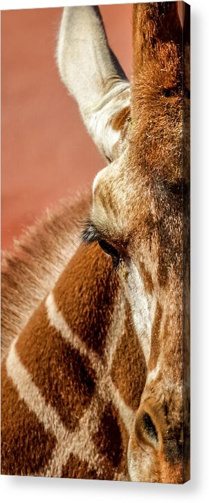 Animals Acrylic Print featuring the photograph A Giraffe by Ernest Echols