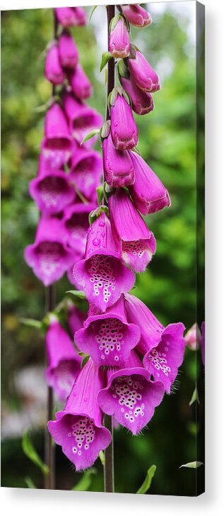 Flowers Acrylic Print featuring the photograph Bells by Mary Underwood