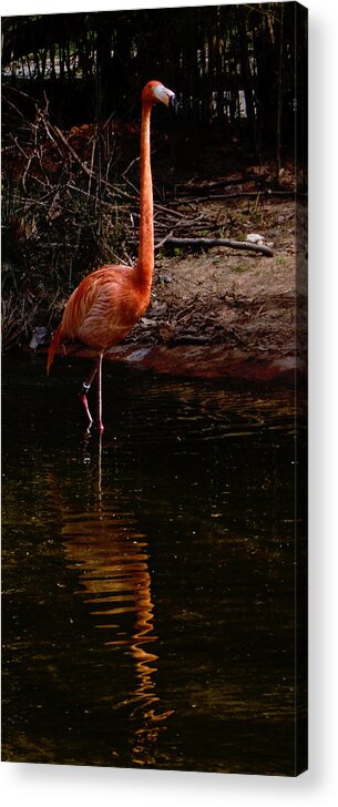 Flamingo Acrylic Print featuring the photograph Flamingo at rest. by Weston Westmoreland