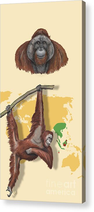 Zoo Acrylic Print featuring the painting Template - Zoo or Nature Interpretation Panel -Orang-Utan Orangutan Shrinking Habitat Great Apes by Urft Valley Art Matt J G Maassen-Pohlen