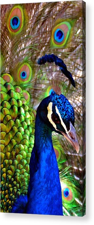 Peacock Acrylic Print featuring the photograph Peacock Pride by Angelina Tamez