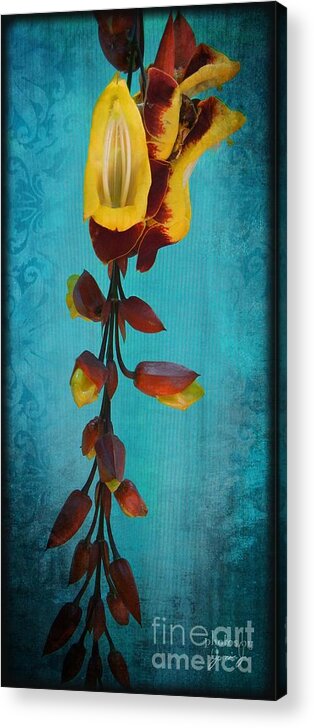Flower Acrylic Print featuring the photograph Pitchure of Sunshine by Jamie Johnson