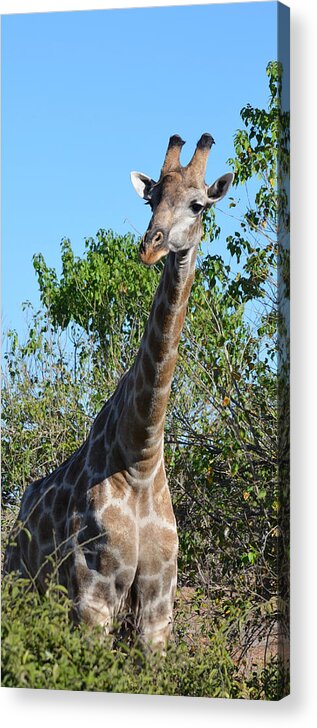 Giraffe Acrylic Print featuring the photograph You Called by Allan McConnell