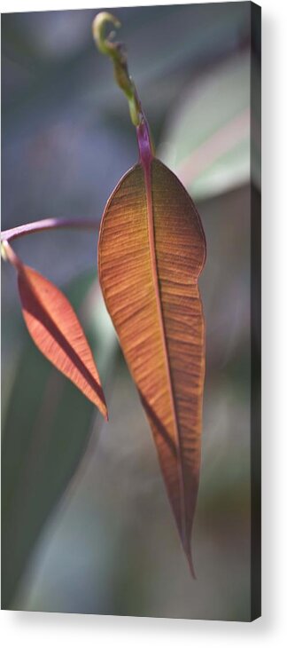 Flora Acrylic Print featuring the photograph Baby gum. by Carole Hinding