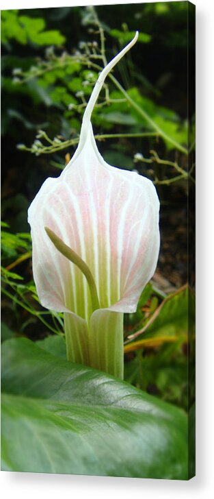 Flower Acrylic Print featuring the photograph Cup by Roberto Alamino