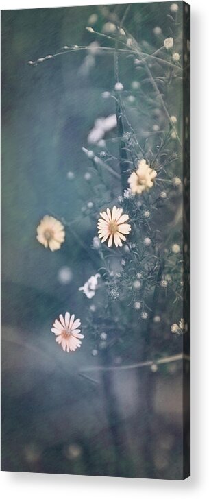 Daisy Acrylic Print featuring the photograph Daisy Chain by Elvira Pinkhas