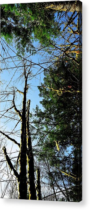 Oregon Acrylic Print featuring the photograph McGuire Trees by Jerry Sodorff