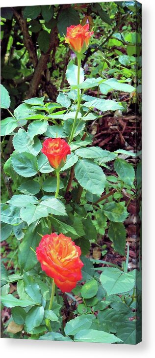 Flowers Acrylic Print featuring the photograph Rose Trio by Karen Stansberry