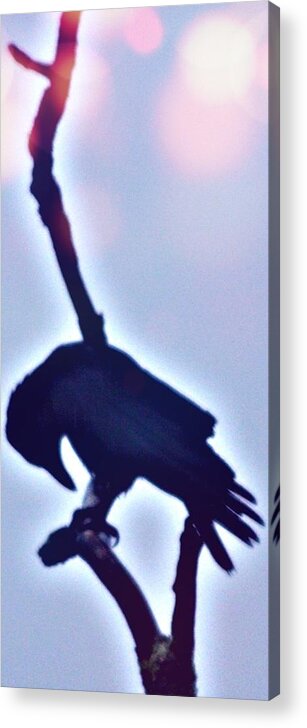 Crow Art Acrylic Print featuring the photograph Blessings by Valerie Greene