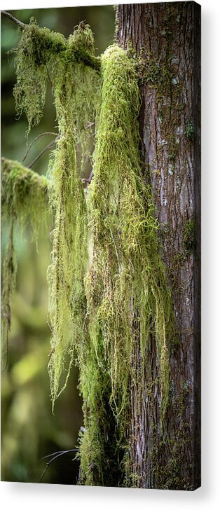 Tree Acrylic Print featuring the photograph Rainforest Scenery by Paul Freidlund