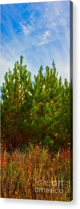 Michael Tidwell Photography Acrylic Print featuring the photograph Magical Pines by Michael Tidwell