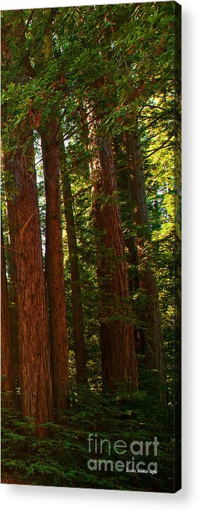 Redwoods Acrylic Print featuring the photograph Redwood Wall Mural Panel Three by Artist and Photographer Laura Wrede