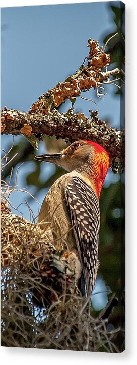 Woodpecker Acrylic Print featuring the photograph Woodpecker Closeup by Mike Covington