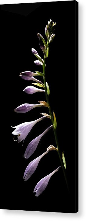 Blue Plantain Lily Acrylic Print featuring the photograph Blue Plantain Lily 2 by Kevin Suttlehan