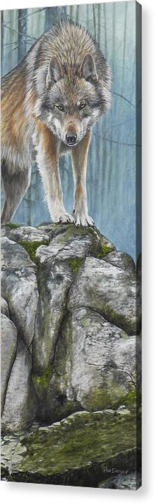 Wolf Acrylic Print featuring the painting Encounter by Dreyer Wildlife Print Collections 