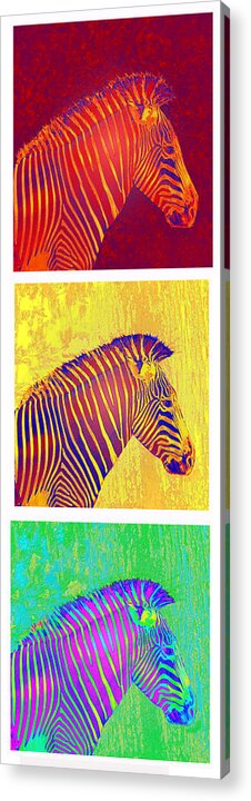 Jane Schnetlage Acrylic Print featuring the digital art Three Zebras 2 by Jane Schnetlage