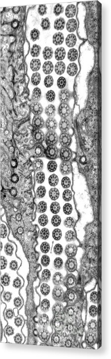 Ciliate Acrylic Print featuring the photograph Cilia and Basal Bodies TEM by Greg Antipa